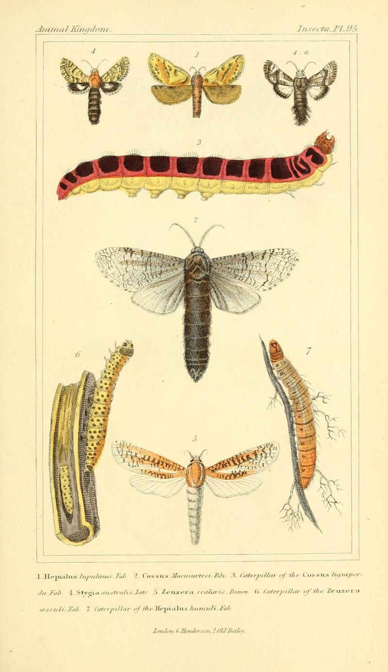 The animal kingdom, arranged according to its organization, serving as a foundation for the natural history of animals (10293773844)