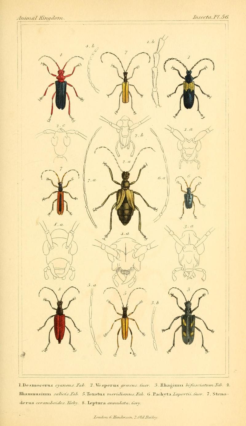 The animal kingdom, arranged according to its organization, serving as a foundation for the natural history of animals (10293778023)