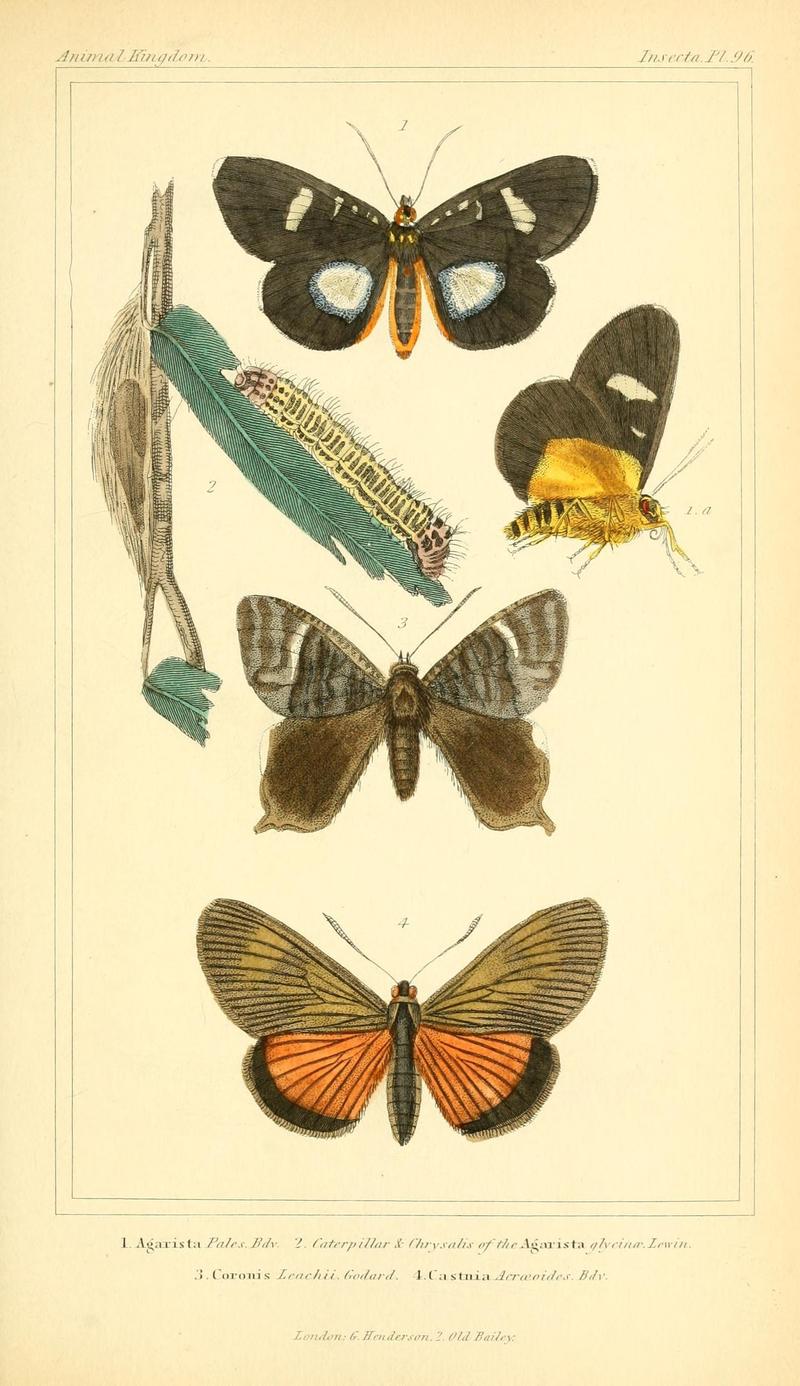 The animal kingdom, arranged according to its organization, serving as a foundation for the natural history of animals (10293778644)