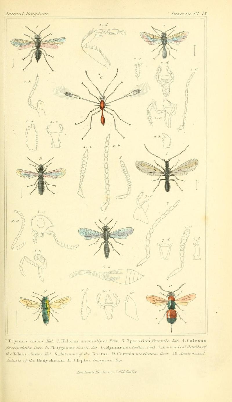 The animal kingdom, arranged according to its organization, serving as a foundation for the natural history of animals (10293784075)