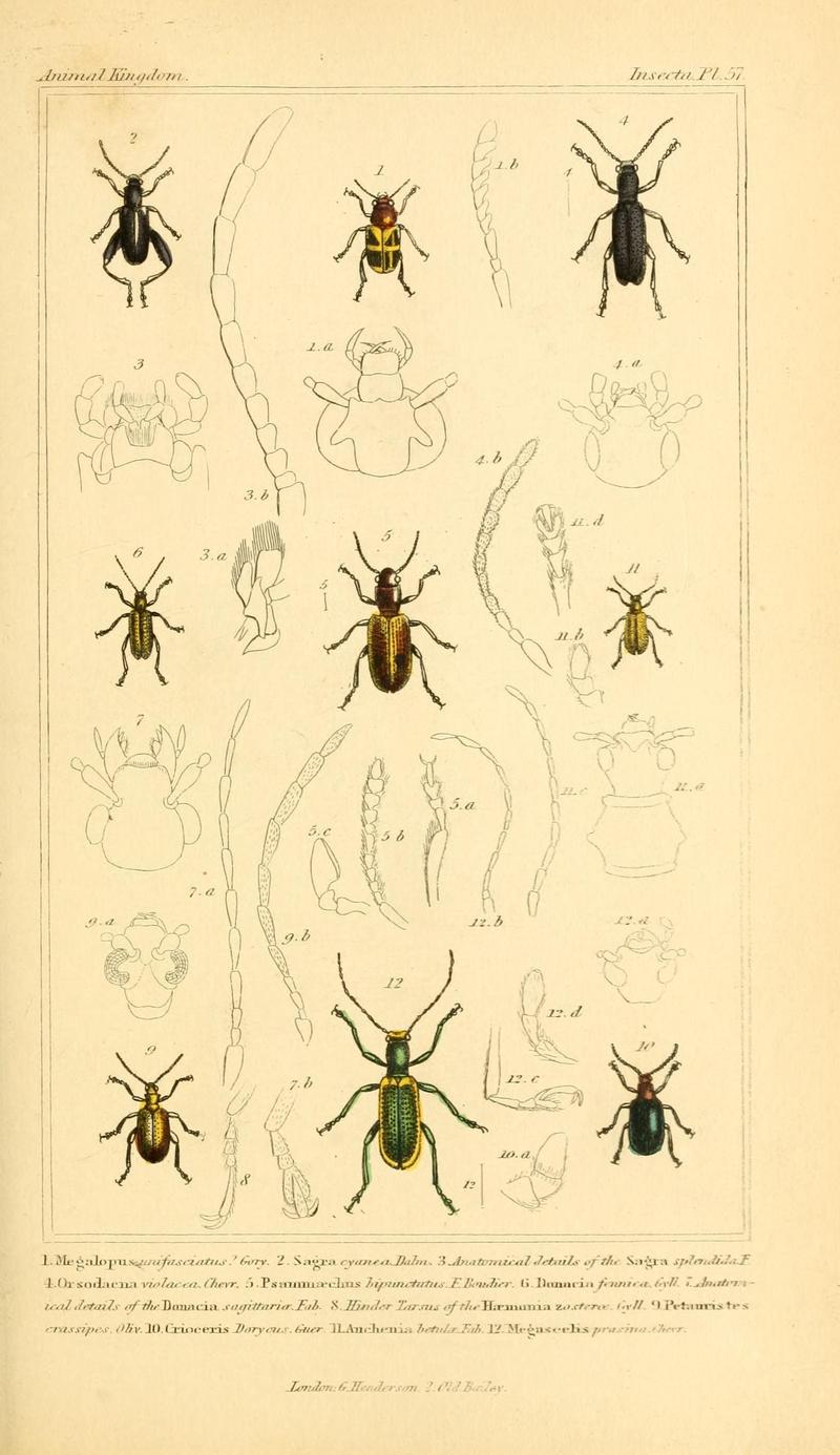 The animal kingdom, arranged according to its organization, serving as a foundation for the natural history of animals (10293784553)