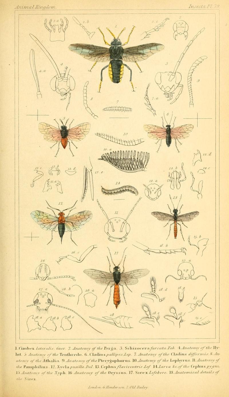 The animal kingdom, arranged according to its organization, serving as a foundation for the natural history of animals (10293789835)