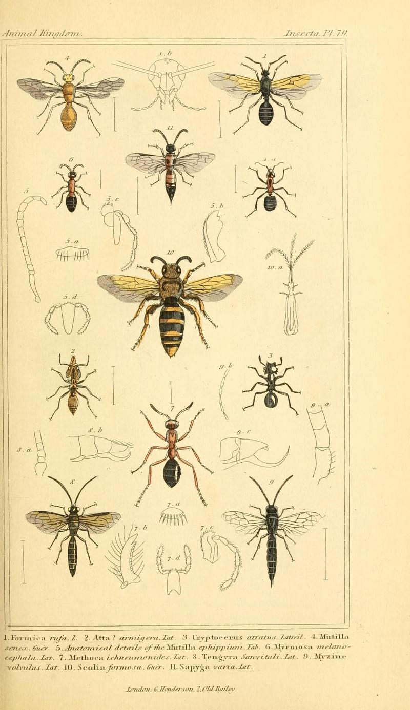 The animal kingdom, arranged according to its organization, serving as a foundation for the natural history of animals (10293793516)