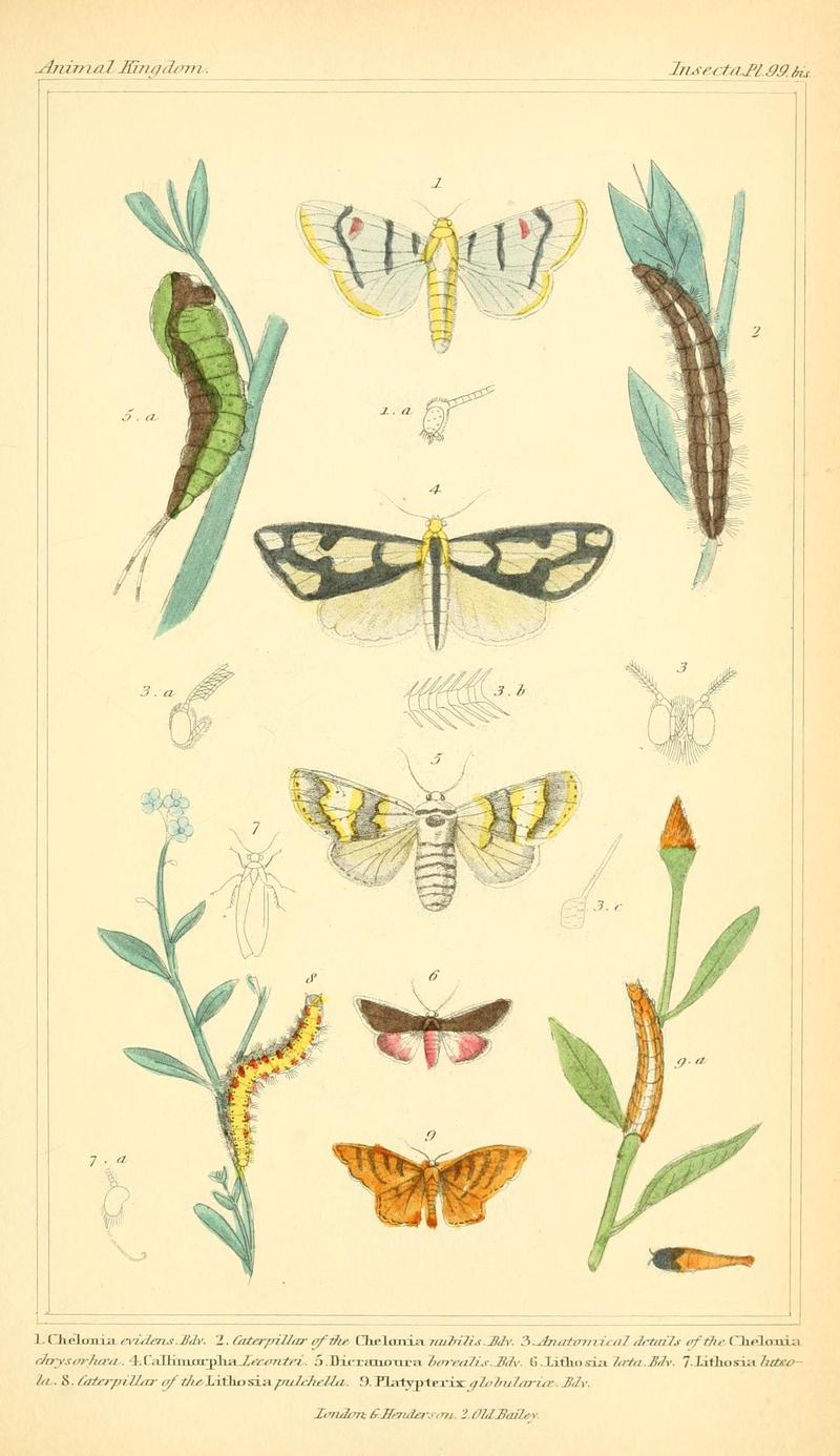 The animal kingdom, arranged according to its organization, serving as a foundation for the natural history of animals (10293799814)
