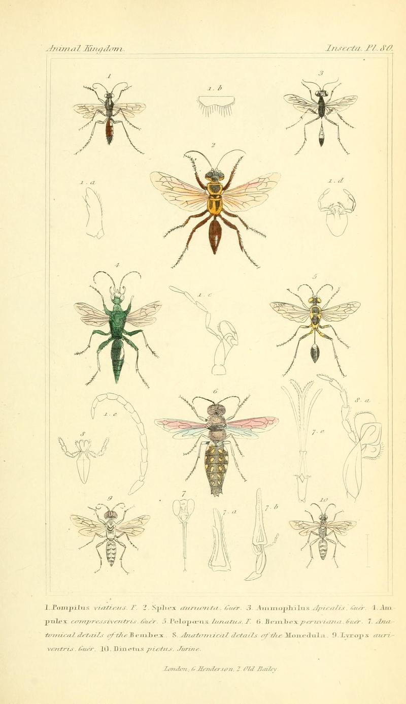 The animal kingdom, arranged according to its organization, serving as a foundation for the natural history of animals (10293800485)