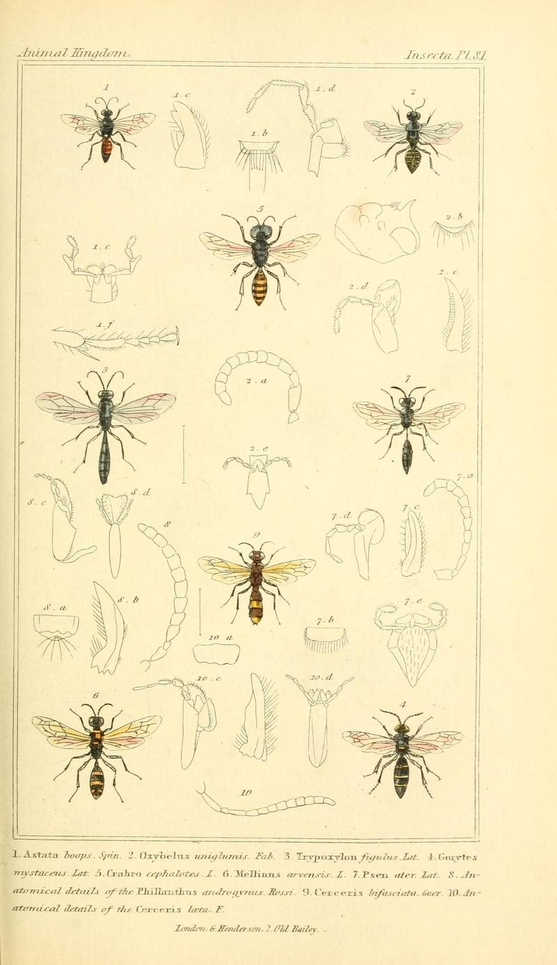 The animal kingdom, arranged according to its organization, serving as a foundation for the natural history of animals (10293801956)