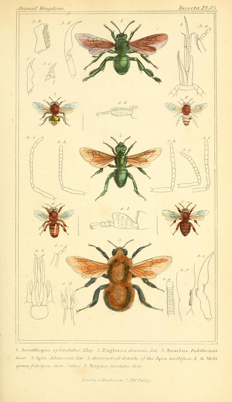 The animal kingdom, arranged according to its organization, serving as a foundation for the natural history of animals (10293823326)