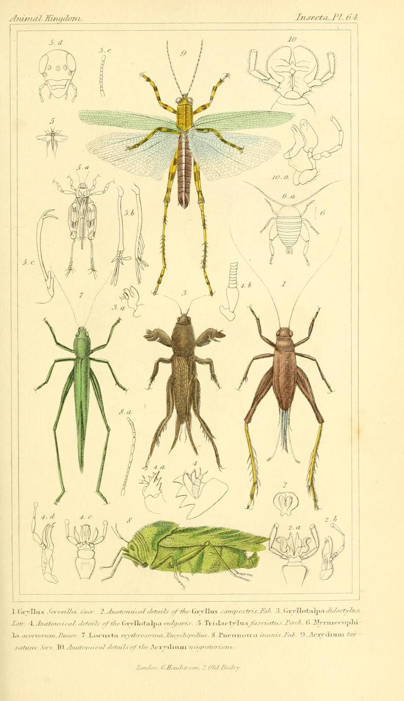 The animal kingdom, arranged according to its organization, serving as a foundation for the natural history of animals (10293824533)