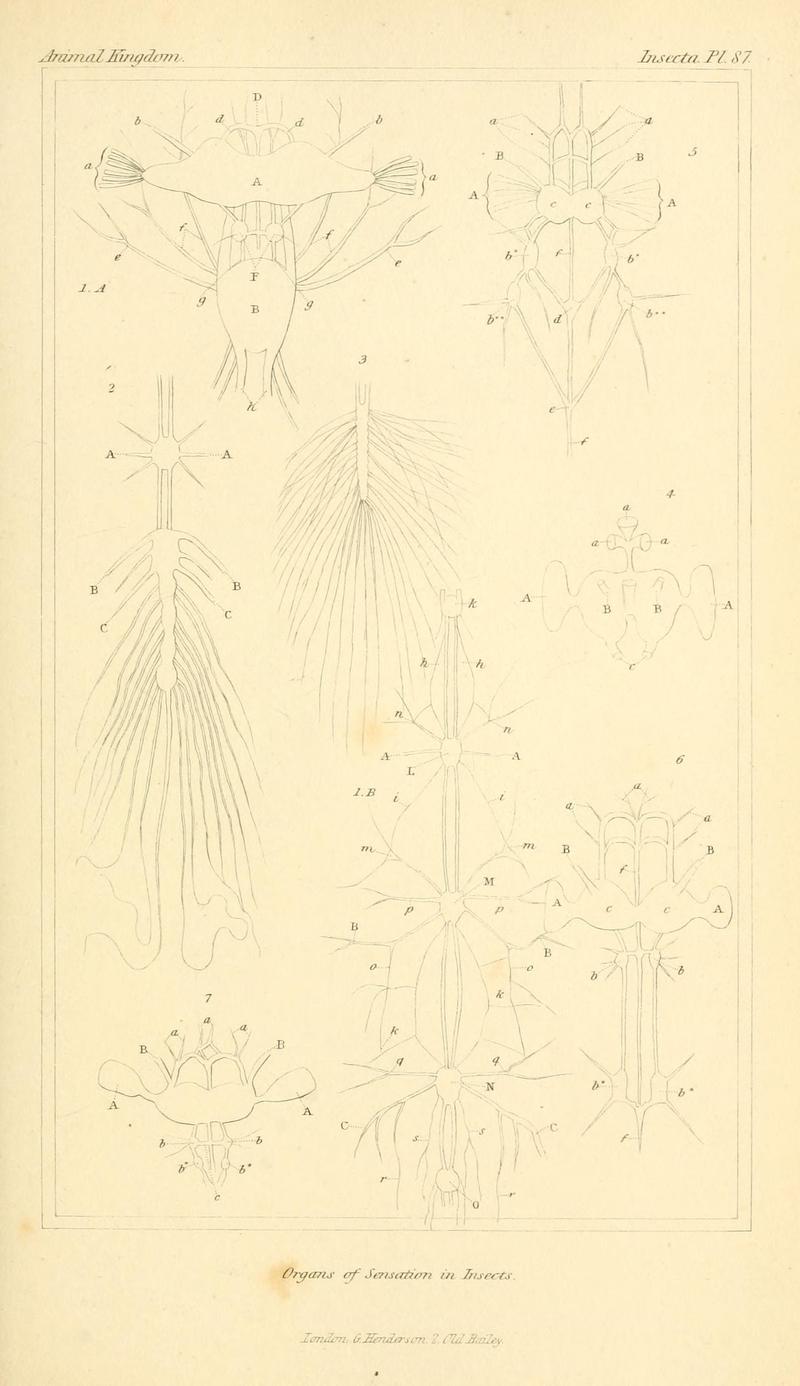 The animal kingdom, arranged according to its organization, serving as a foundation for the natural history of animals (10293830706)
