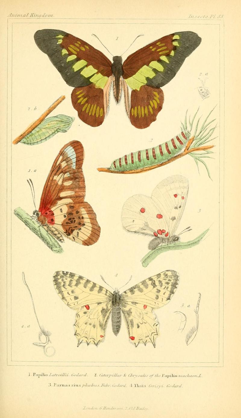 The animal kingdom, arranged according to its organization, serving as a foundation for the natural history of animals (10293835846)
