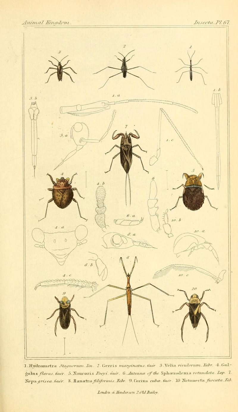 The animal kingdom, arranged according to its organization, serving as a foundation for the natural history of animals (10293841213)