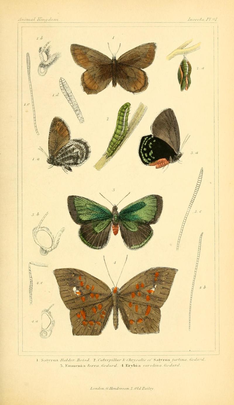 The animal kingdom, arranged according to its organization, serving as a foundation for the natural history of animals (10293854015)