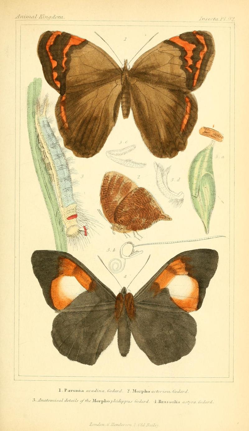 The animal kingdom, arranged according to its organization, serving as a foundation for the natural history of animals (10293856416)