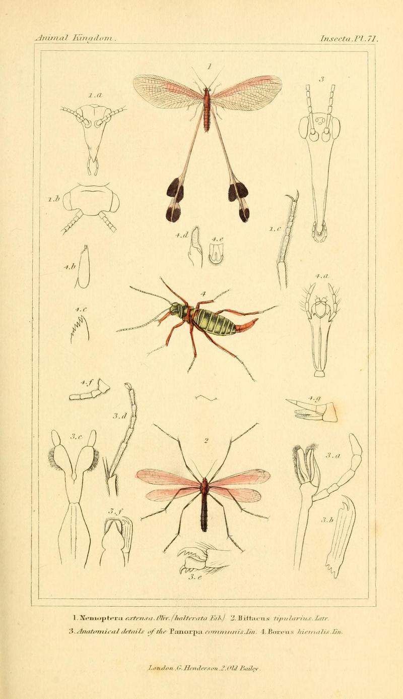 The animal kingdom, arranged according to its organization, serving as a foundation for the natural history of animals (10293859963)