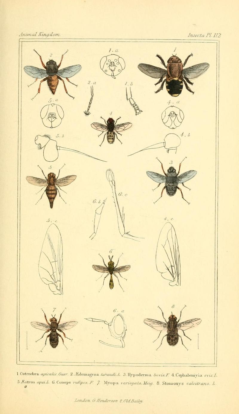 The animal kingdom, arranged according to its organization, serving as a foundation for the natural history of animals (10293860124)