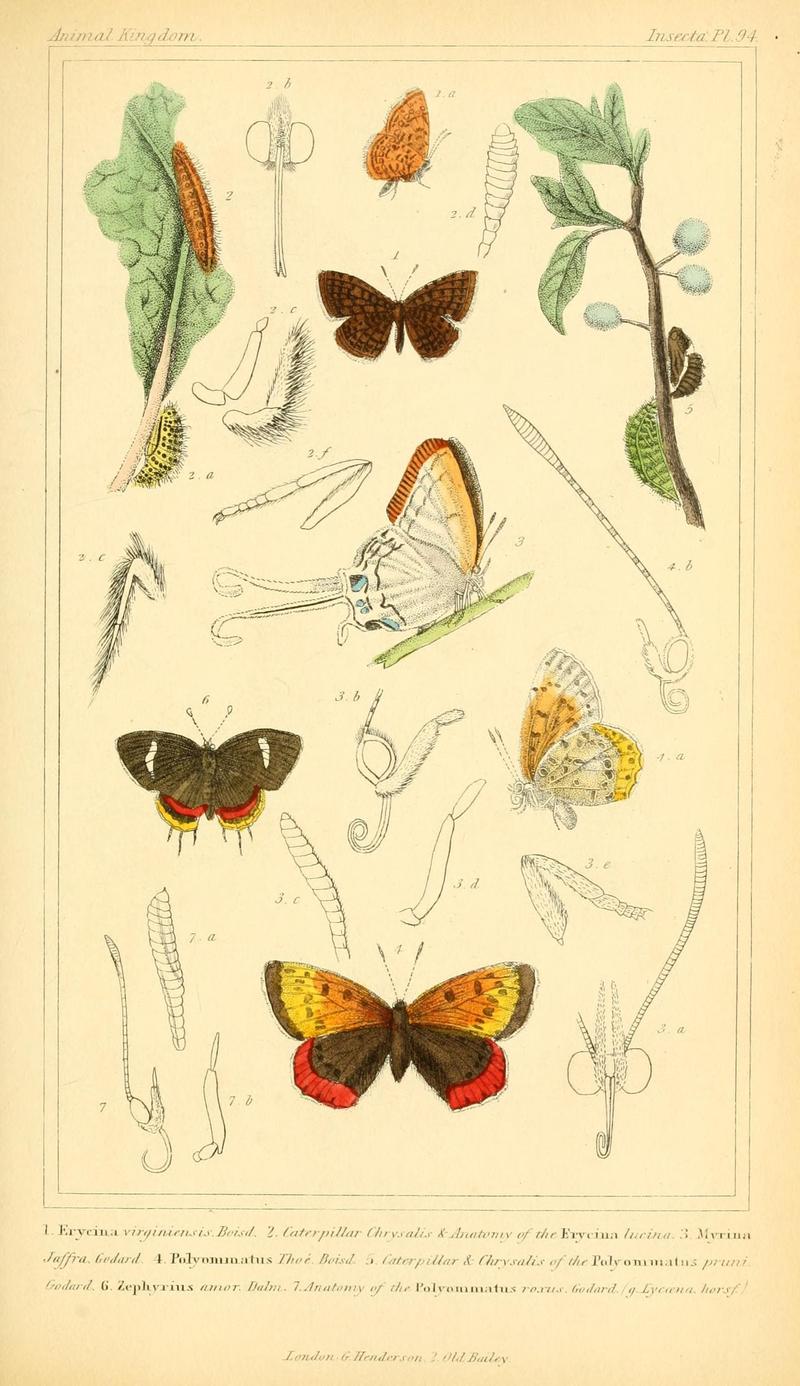 The animal kingdom, arranged according to its organization, serving as a foundation for the natural history of animals (10293867286)