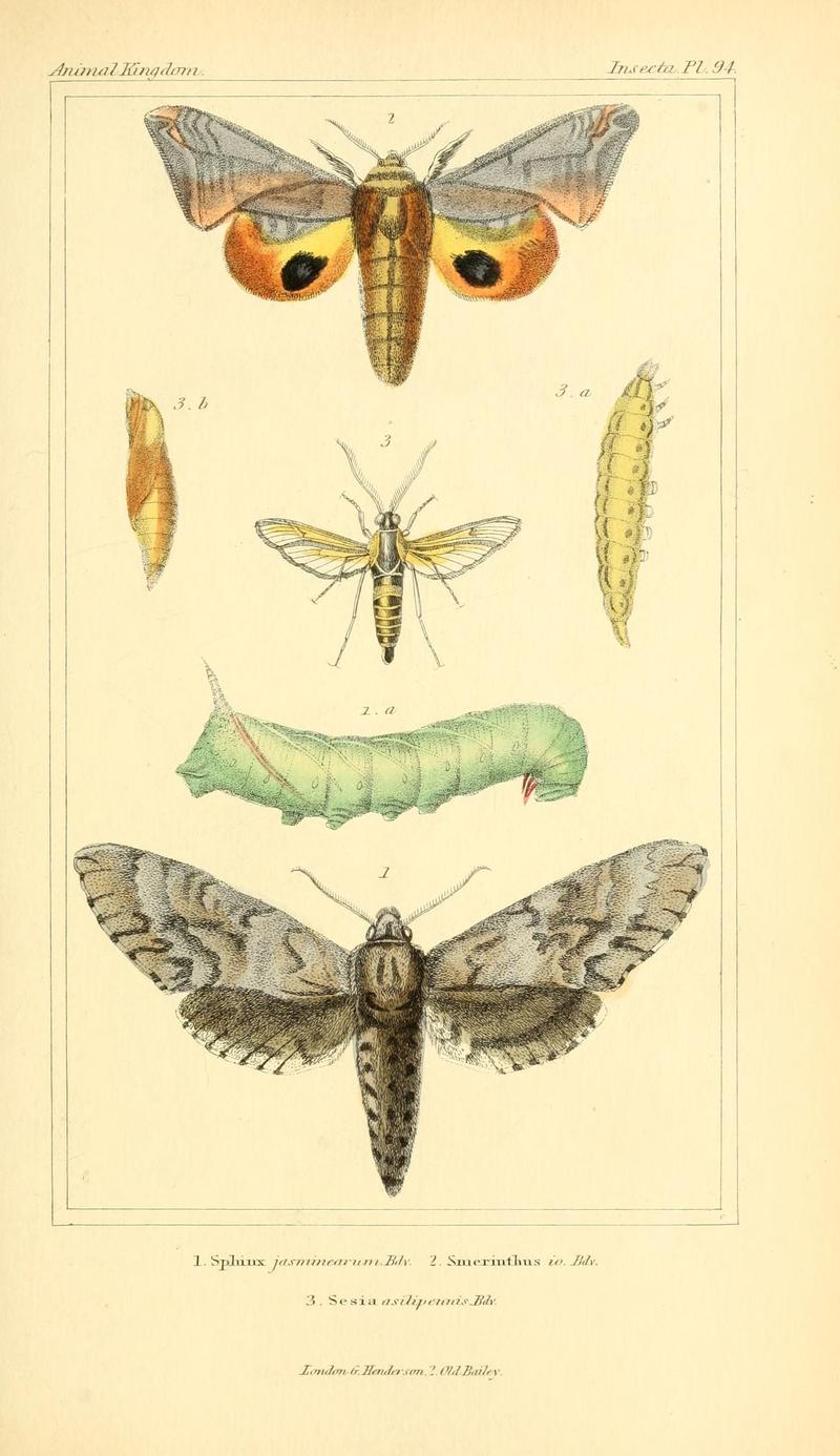 The animal kingdom, arranged according to its organization, serving as a foundation for the natural history of animals (10293872556)