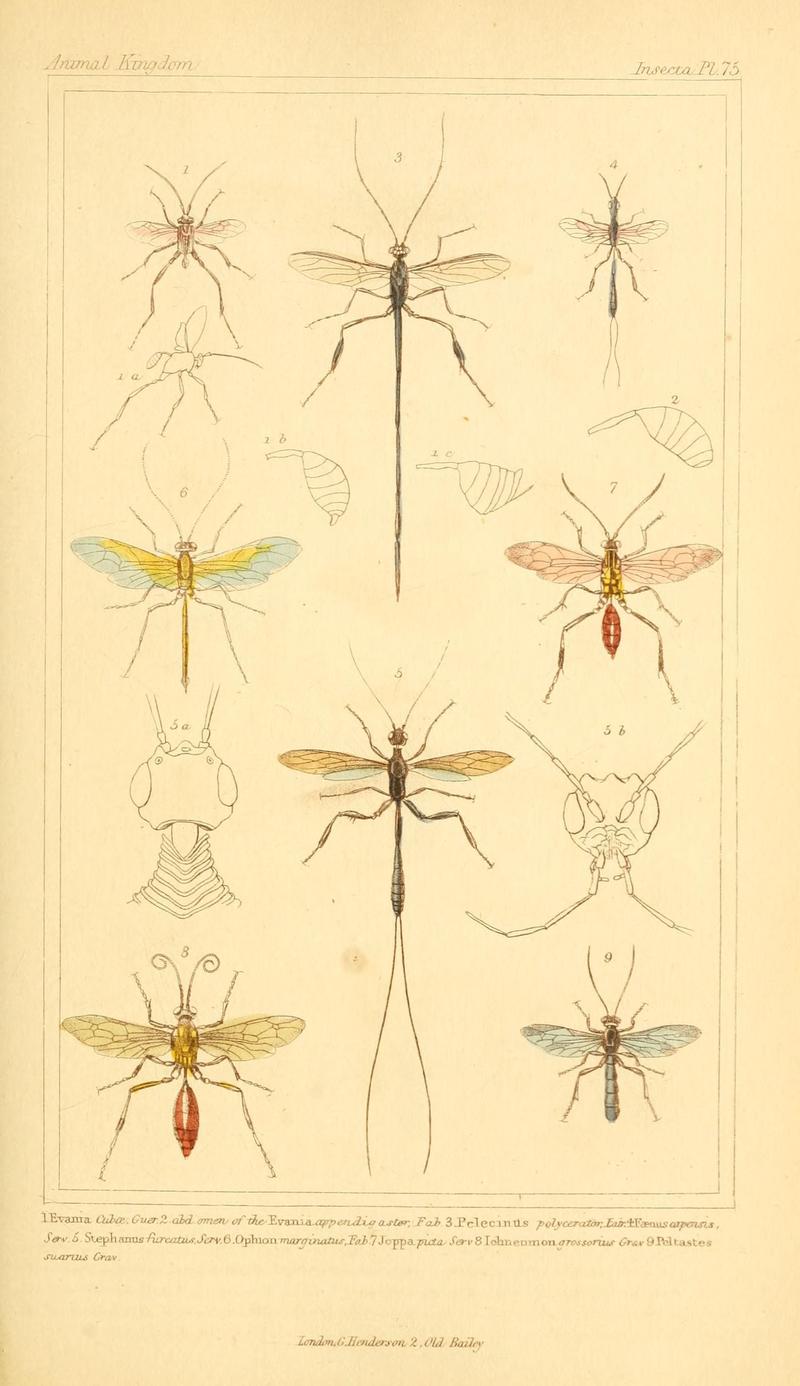 The animal kingdom, arranged according to its organization, serving as a foundation for the natural history of animals (10293878403)
