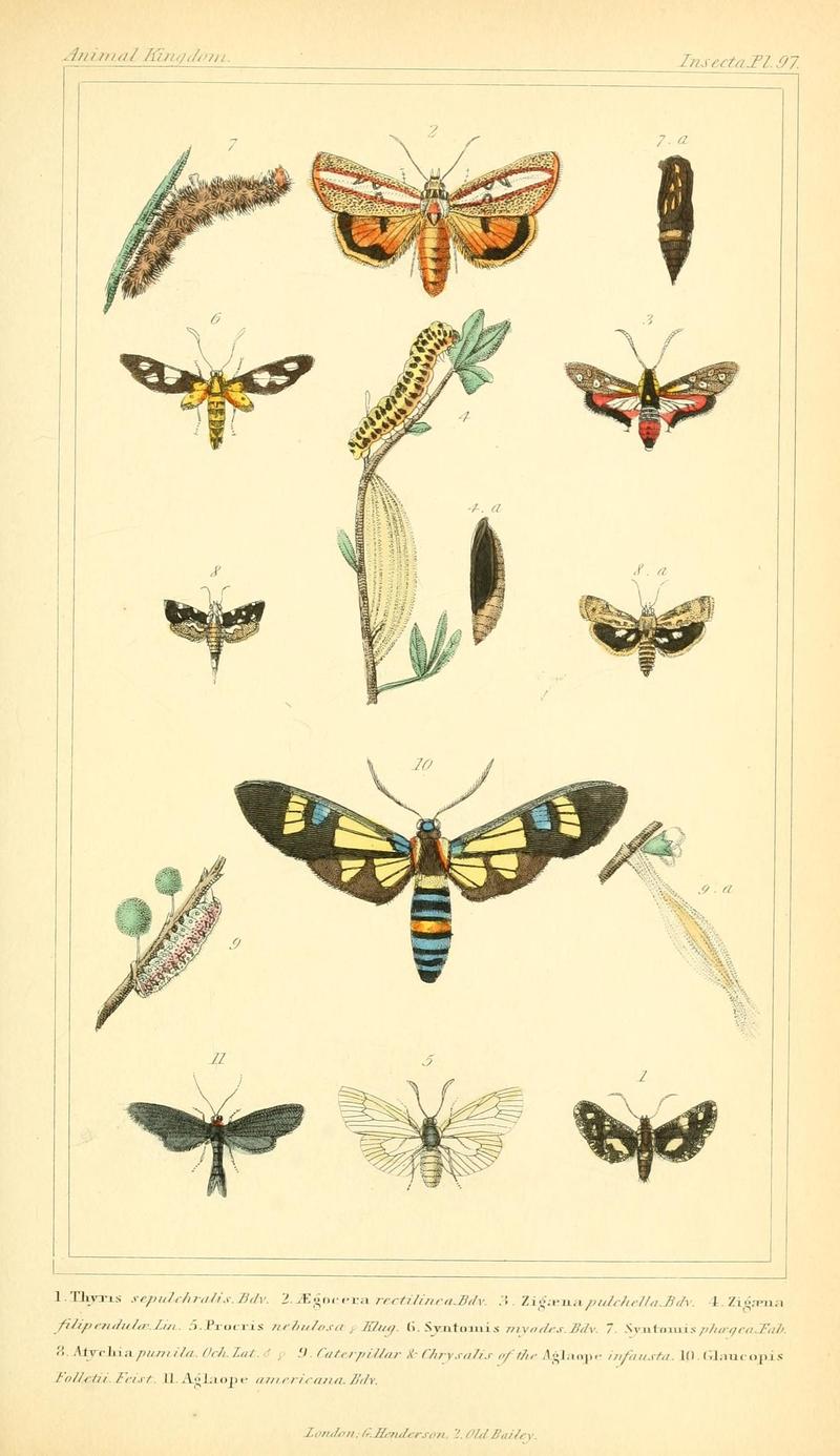 The animal kingdom, arranged according to its organization, serving as a foundation for the natural history of animals (10293886726)