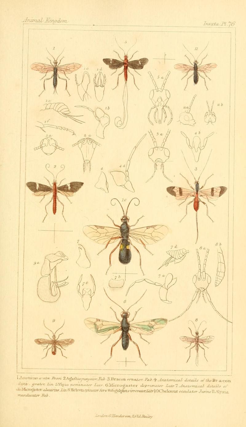The animal kingdom, arranged according to its organization, serving as a foundation for the natural history of animals (10293887223)