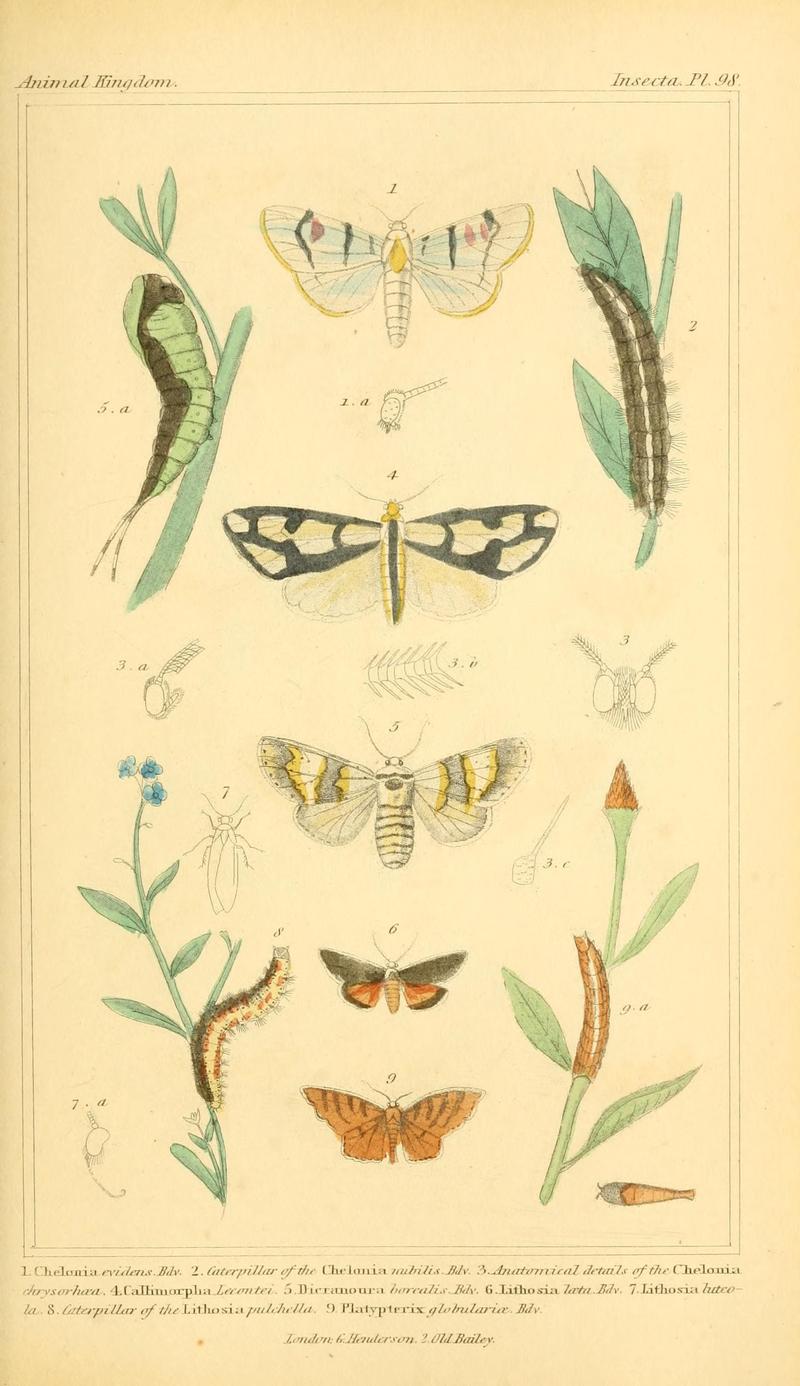 The animal kingdom, arranged according to its organization, serving as a foundation for the natural history of animals (10293890836)