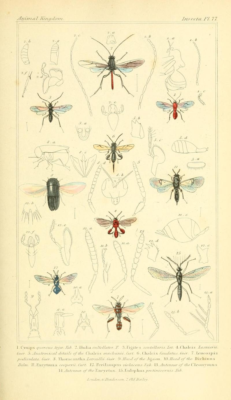 The animal kingdom, arranged according to its organization, serving as a foundation for the natural history of animals (10293891983)