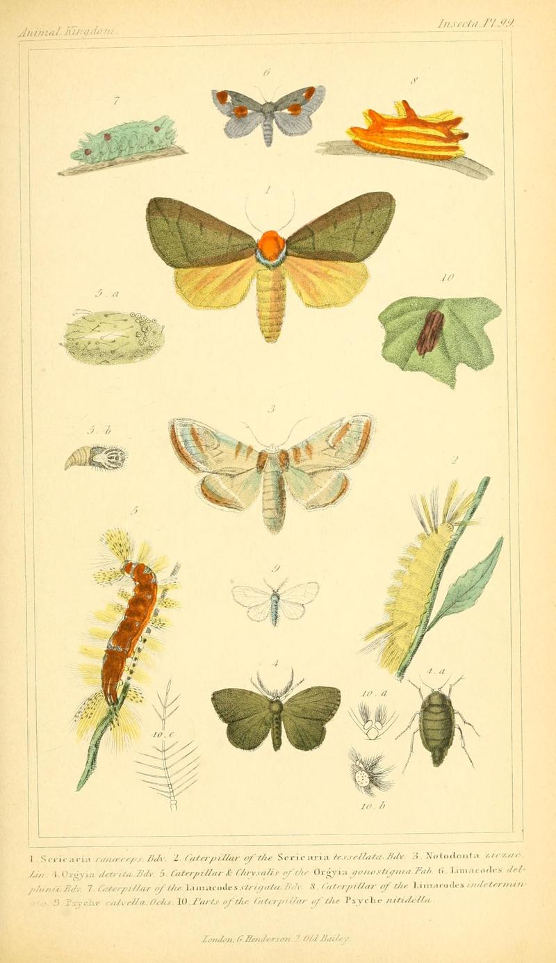 The animal kingdom, arranged according to its organization, serving as a foundation for the natural history of animals (10293902565)