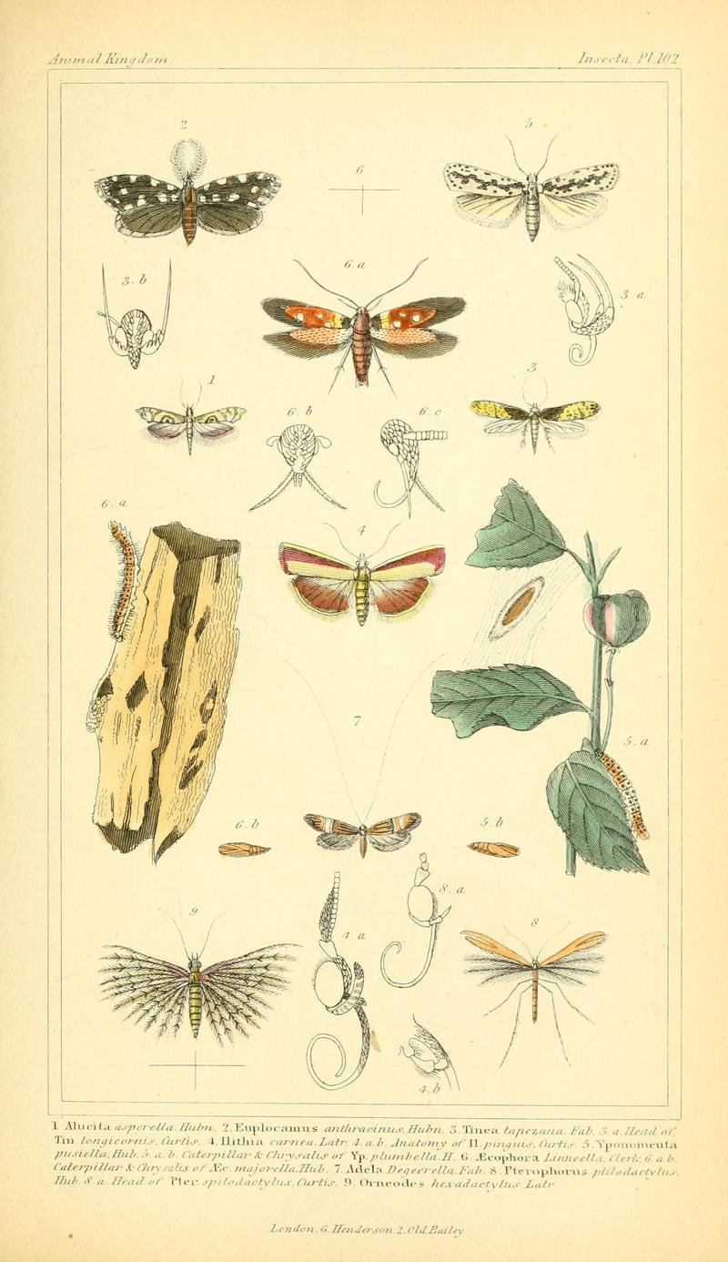 The animal kingdom, arranged according to its organization, serving as a foundation for the natural history of animals (10293921105)