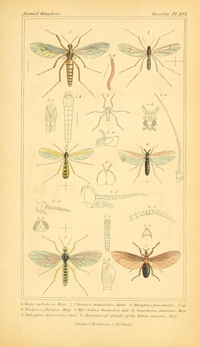 The animal kingdom, arranged according to its organization, serving as a foundation for the natural history of animals (10293924856)