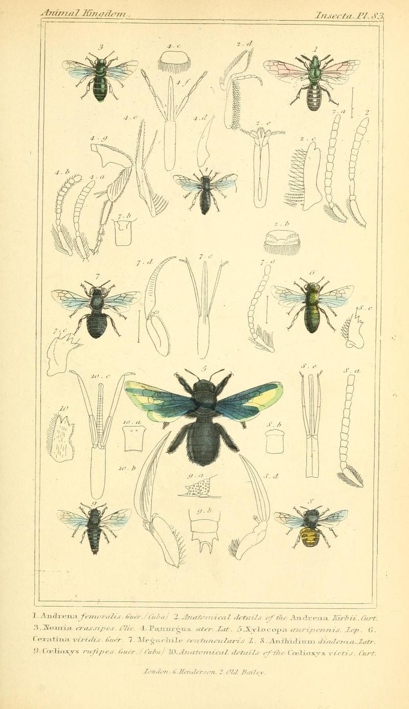 The animal kingdom, arranged according to its organization, serving as a foundation for the natural history of animals (10293927203)
