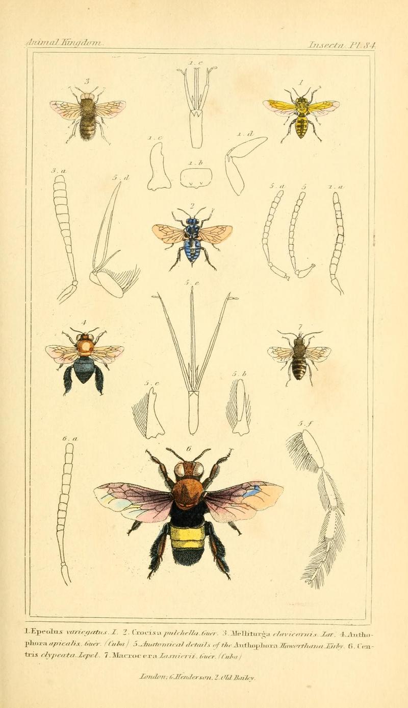 The animal kingdom, arranged according to its organization, serving as a foundation for the natural history of animals (10293931903)