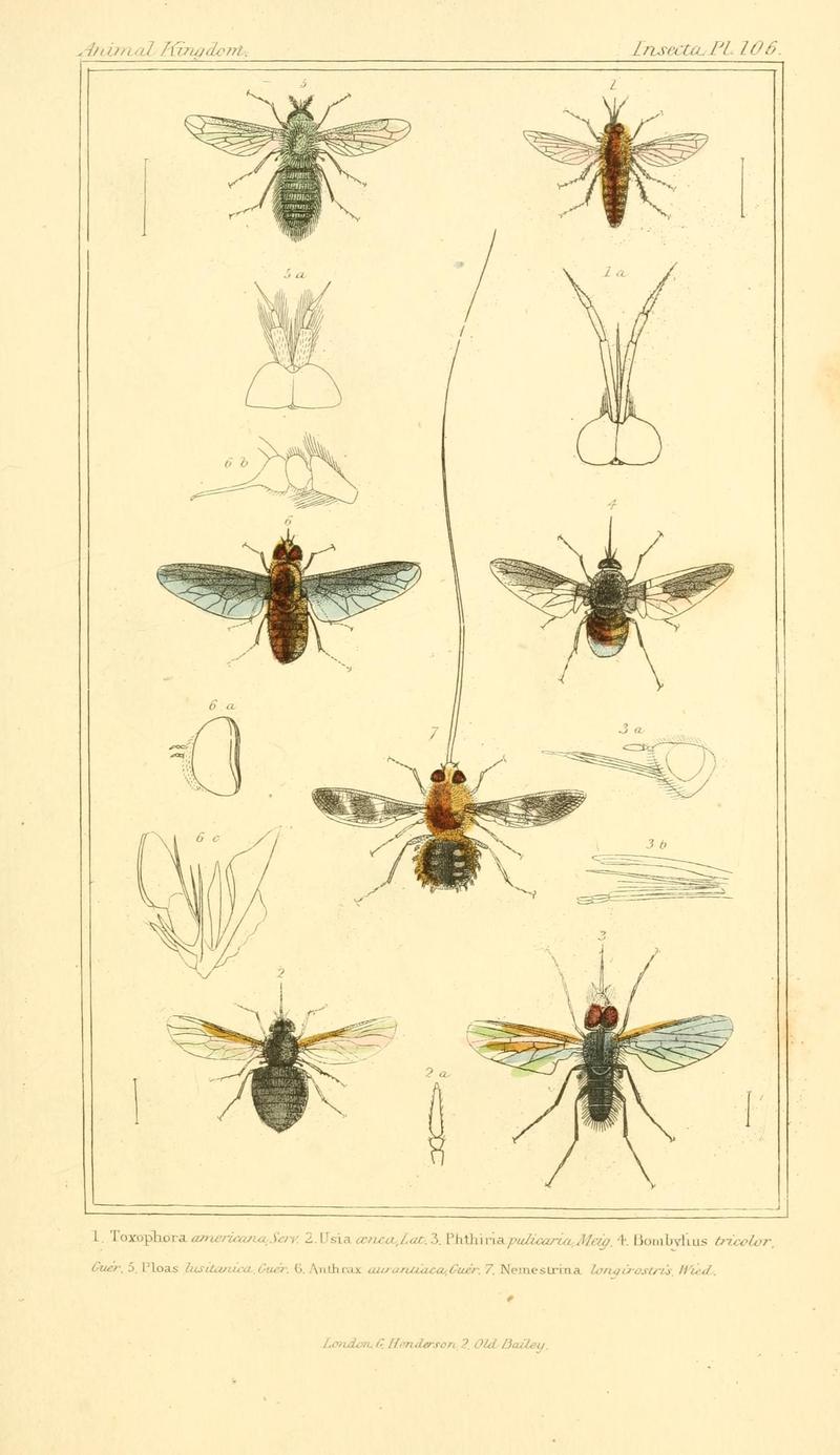 The animal kingdom, arranged according to its organization, serving as a foundation for the natural history of animals (10293938376)