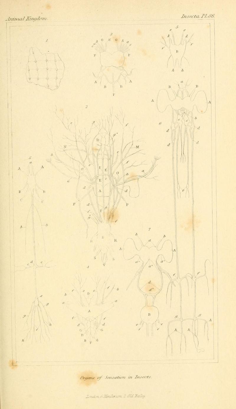 The animal kingdom, arranged according to its organization, serving as a foundation for the natural history of animals (10293942283)
