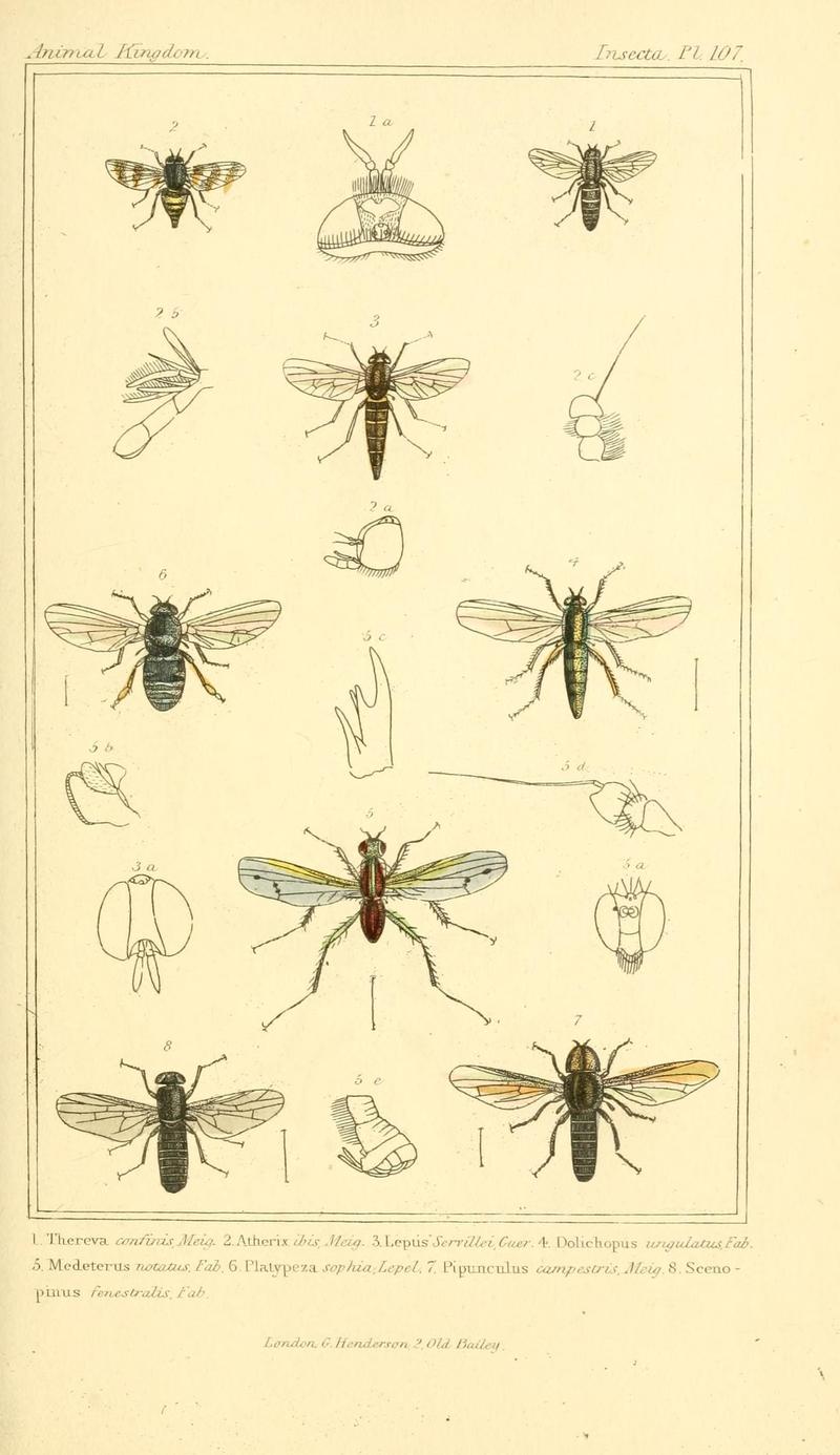 The animal kingdom, arranged according to its organization, serving as a foundation for the natural history of animals (10293945205)