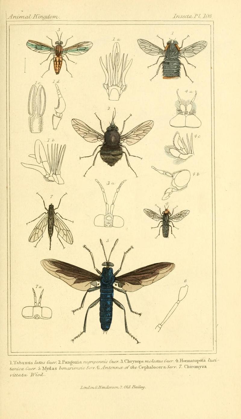 The animal kingdom, arranged according to its organization, serving as a foundation for the natural history of animals (10293949495)