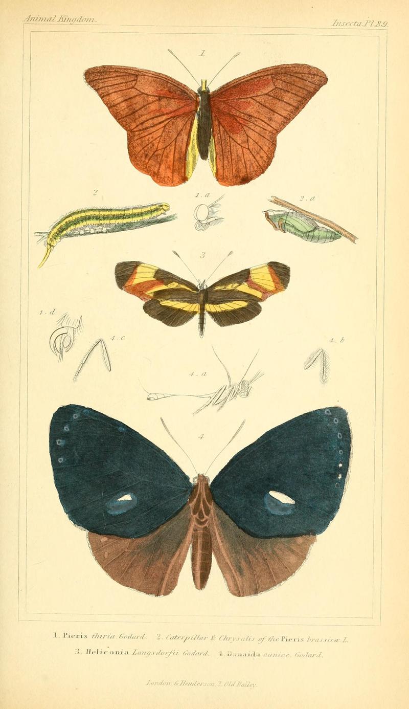 The animal kingdom, arranged according to its organization, serving as a foundation for the natural history of animals (10293956423)