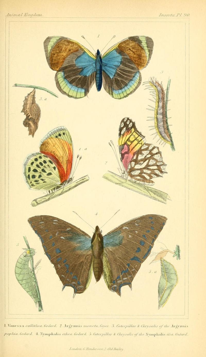 The animal kingdom, arranged according to its organization, serving as a foundation for the natural history of animals (10293961033)