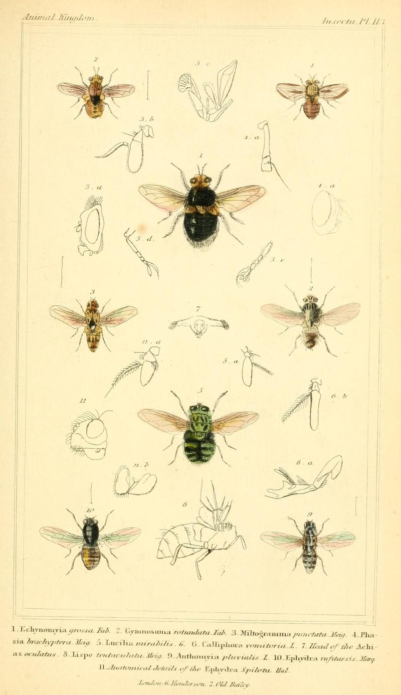 The animal kingdom, arranged according to its organization, serving as a foundation for the natural history of animals (10293972455)