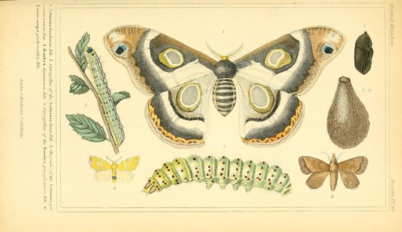 The animal kingdom, arranged according to its organization, serving as a foundation for the natural history of animals (10294010233)