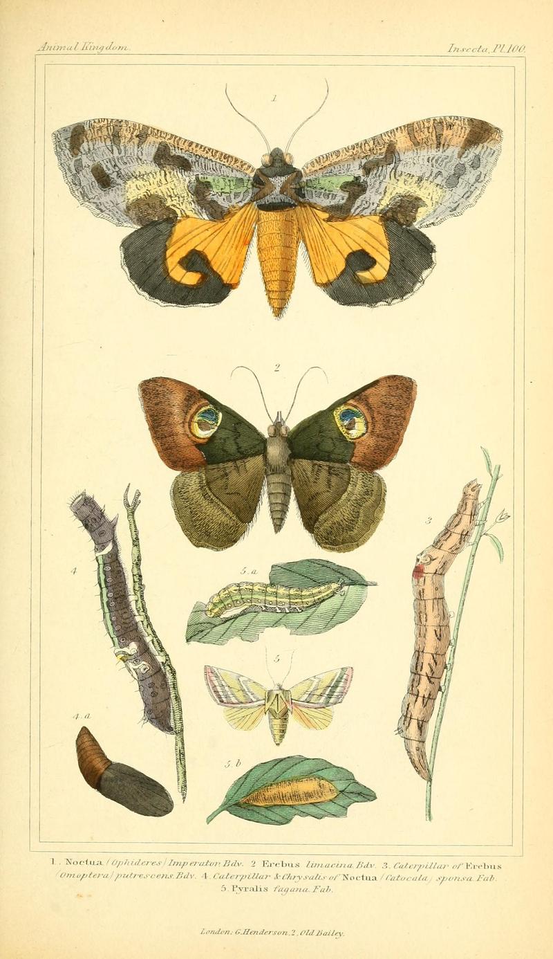 The animal kingdom, arranged according to its organization, serving as a foundation for the natural history of animals (10294024533)