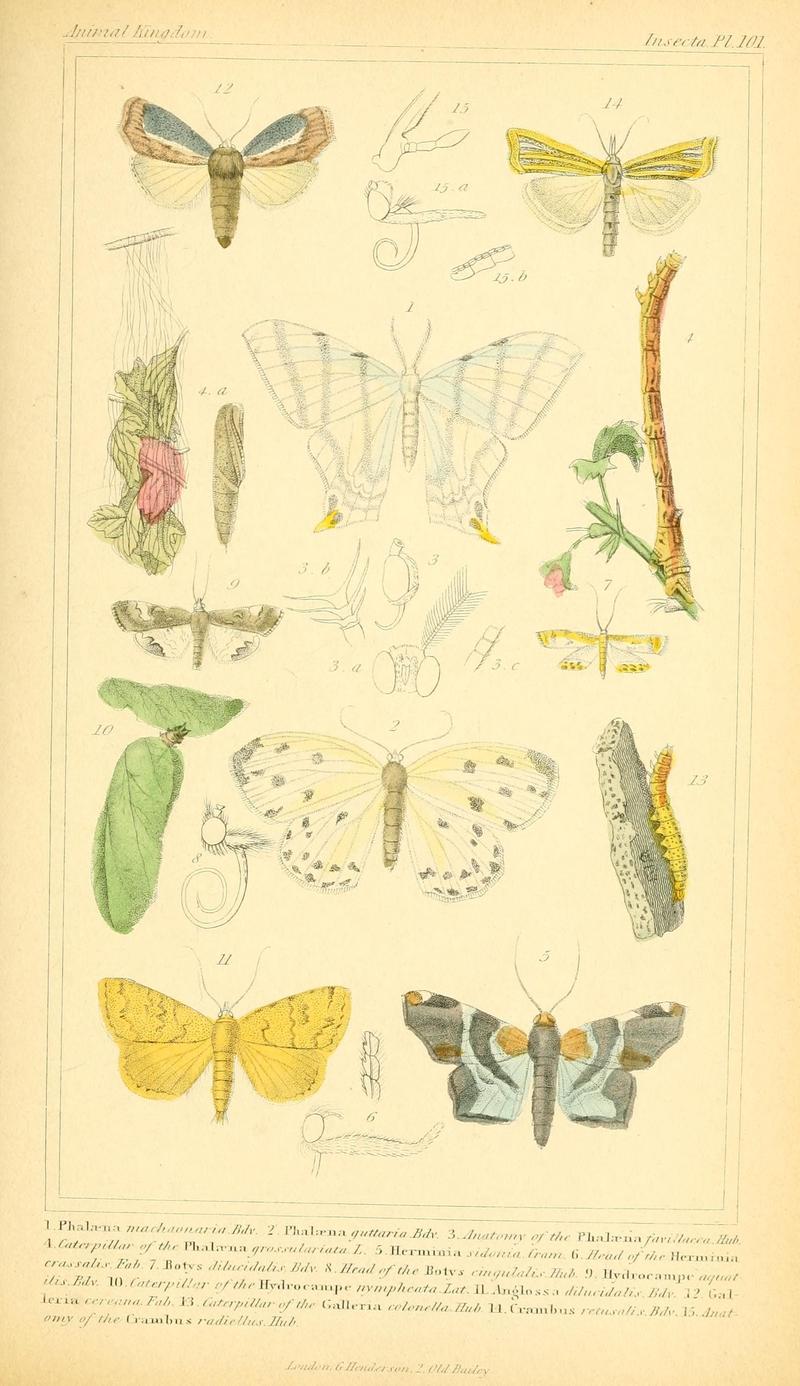 The animal kingdom, arranged according to its organization, serving as a foundation for the natural history of animals (10294028743)