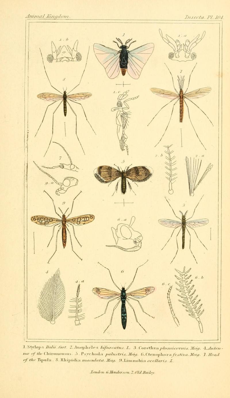 The animal kingdom, arranged according to its organization, serving as a foundation for the natural history of animals (10294045213)