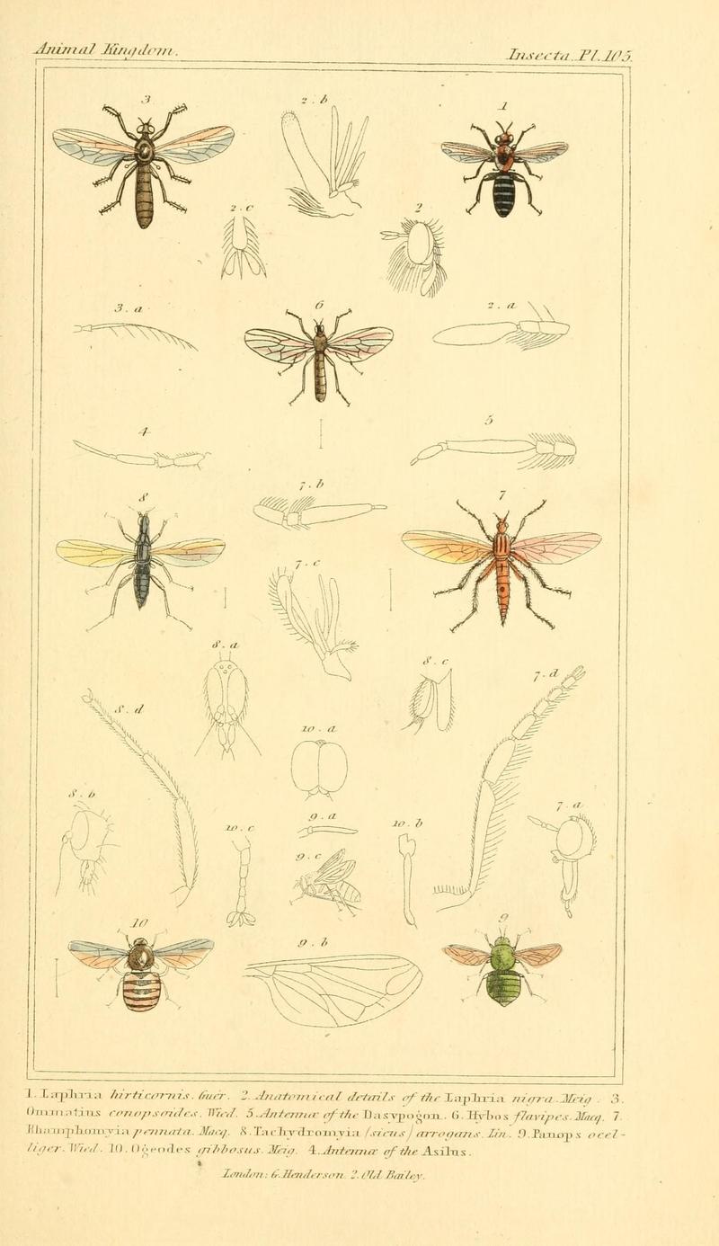 The animal kingdom, arranged according to its organization, serving as a foundation for the natural history of animals (10294049833)