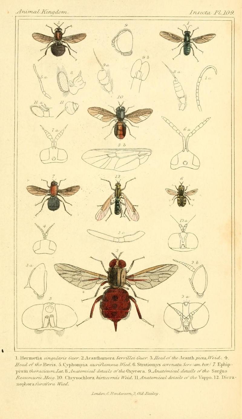 The animal kingdom, arranged according to its organization, serving as a foundation for the natural history of animals (10294067463)