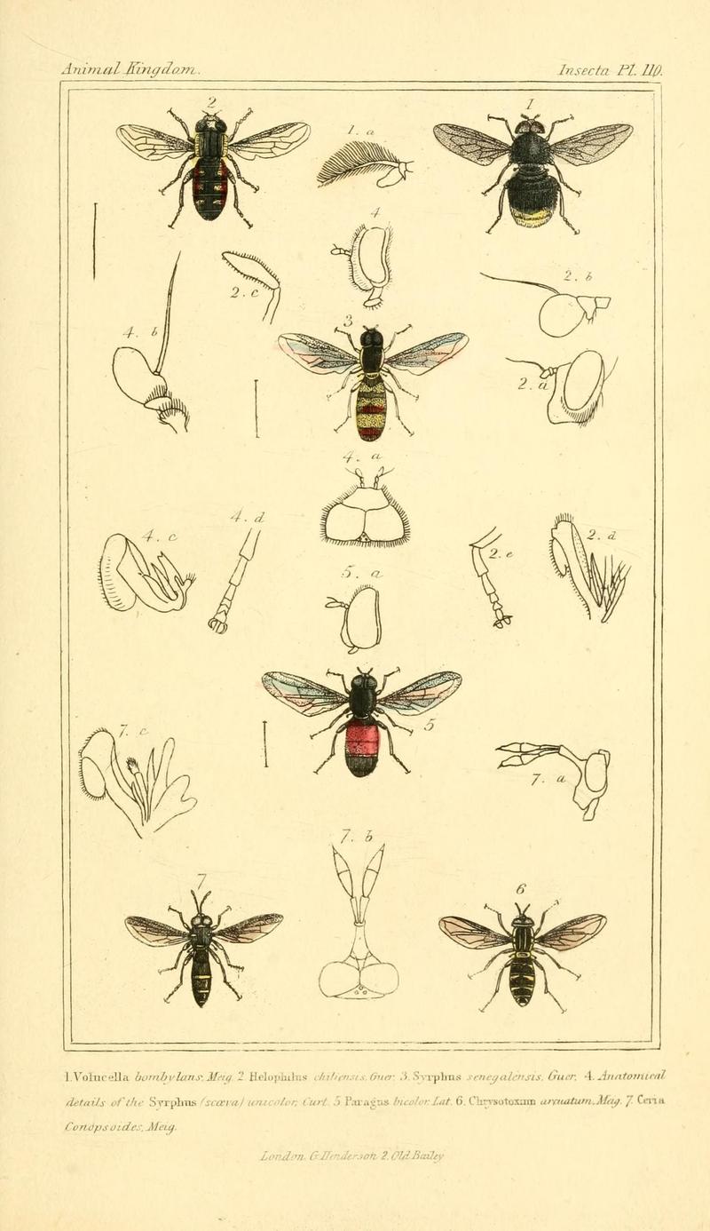 The animal kingdom, arranged according to its organization, serving as a foundation for the natural history of animals (10294072163)