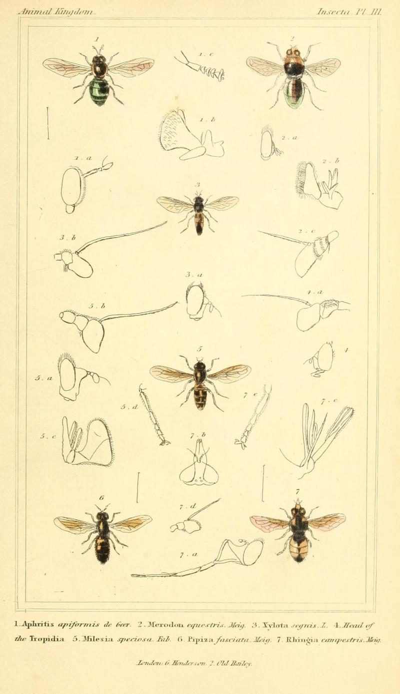 The animal kingdom, arranged according to its organization, serving as a foundation for the natural history of animals (10294076123)