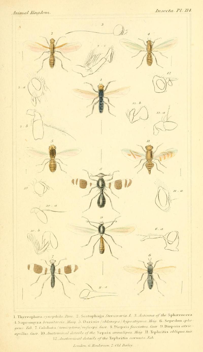 The animal kingdom, arranged according to its organization, serving as a foundation for the natural history of animals (10294090573)