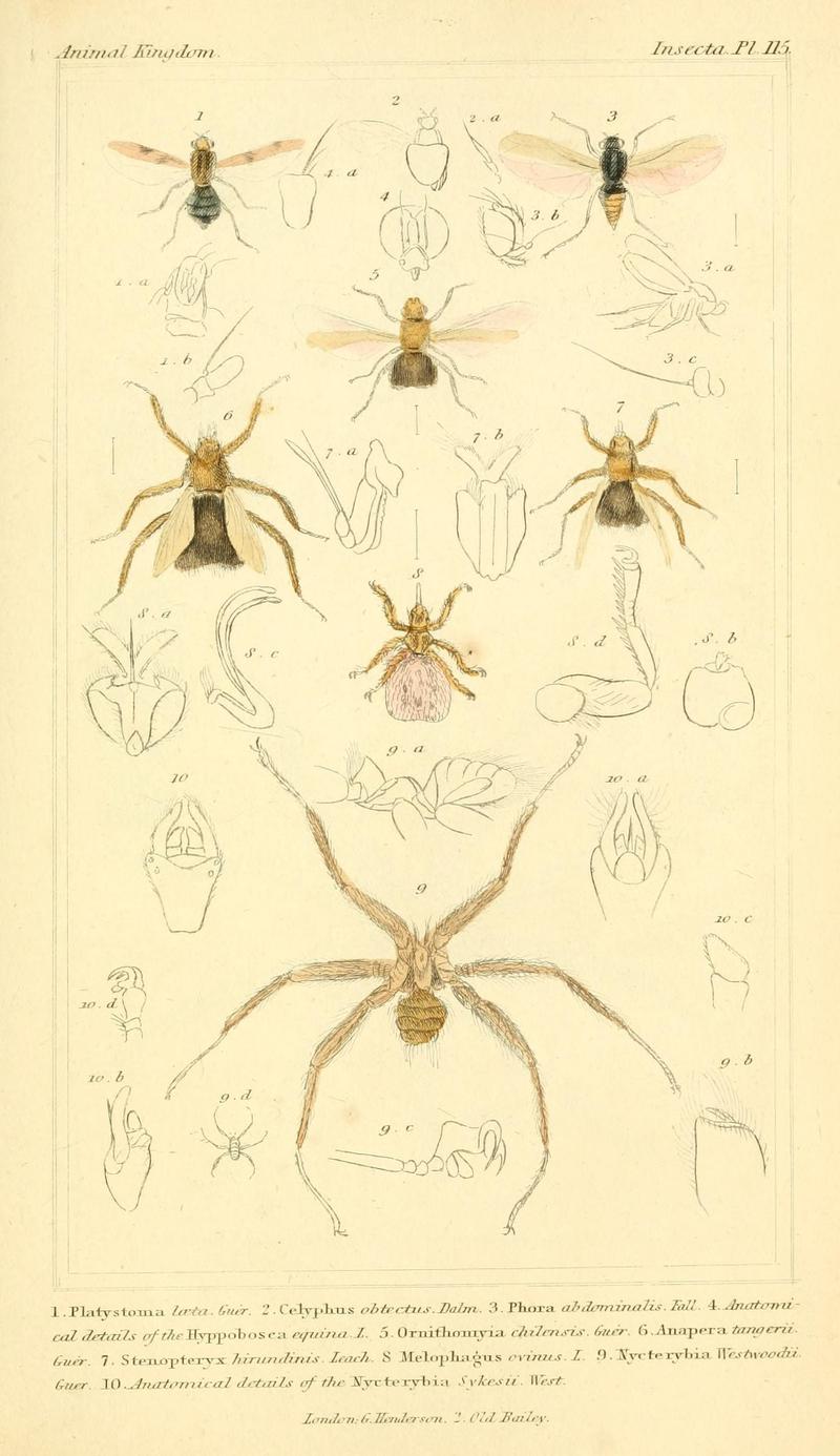 The animal kingdom, arranged according to its organization, serving as a foundation for the natural history of animals (10294095363)