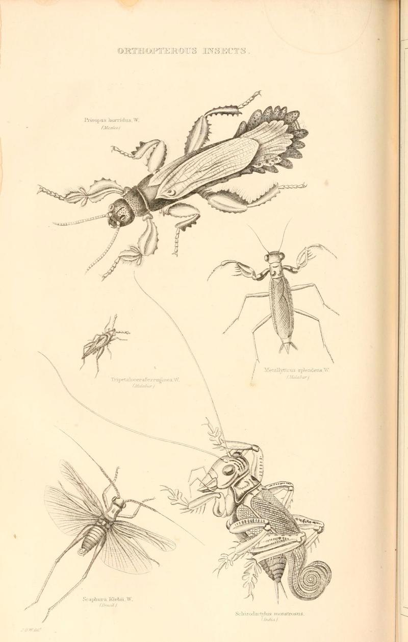 The animal kingdom (6243503641)