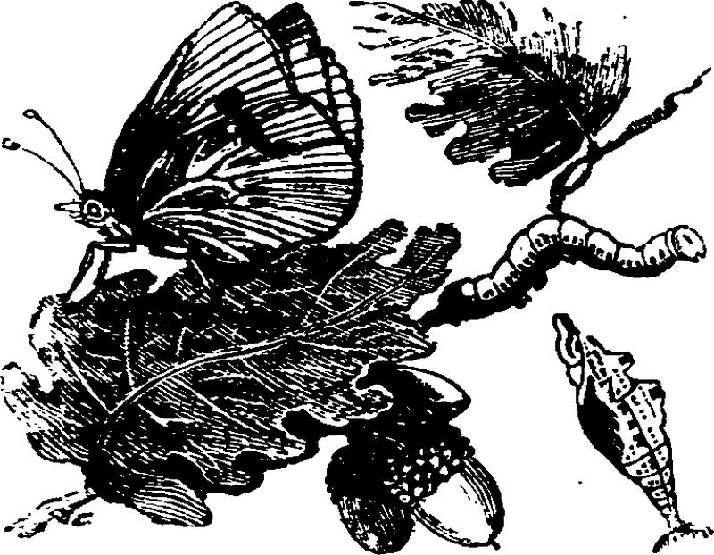 The beauties of the creation- or Fleuron T118219-13